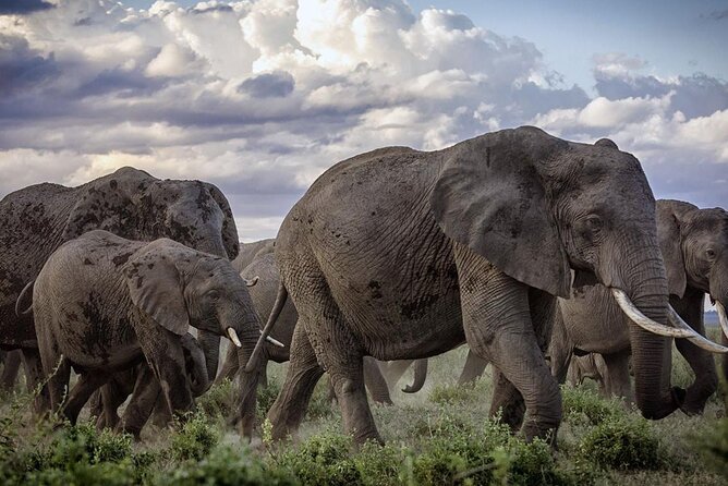 5-Day Safari Tour in 3 National Parks - Day 3 in Amboseli: full-day drives with breaks at your lodge or camp