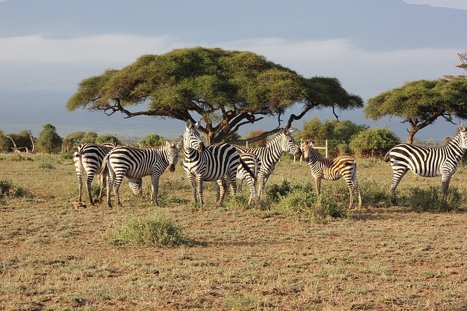 5 Days/4 Nights Kenya Safari - Price and Value: What $1,546 Covers, What Costs Extra