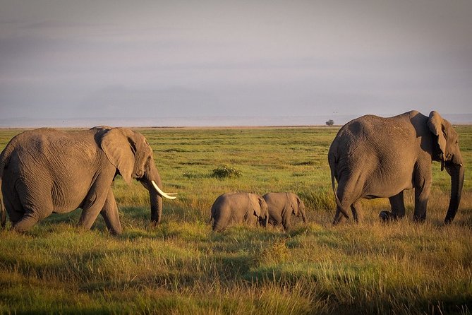 5 Days/4 Nights Kenya Safari - Day 3 Lake Naivasha Boat Ride to Lake Nakuru, Plus Hike Options