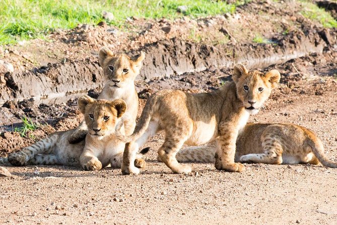 5 Days/4 Nights Kenya Safari - Day 5 Nairobi Return, Final Game Drive, and Kilimanjaro Views