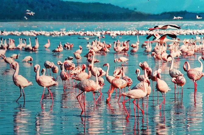 5 Days/4 Nights Kenya Safari - Day 1 Maasai Mara Arrival and Your First Big Five Game Drive