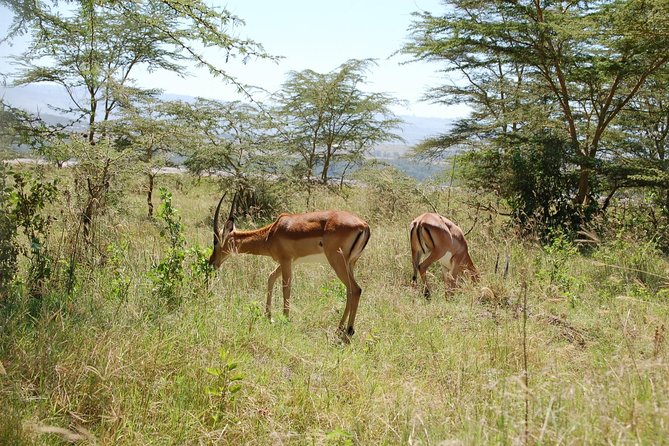 5 Days Best Of Kenya Safari - Key reasons this safari works
