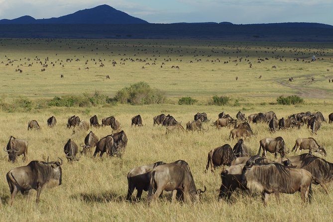 5 Days Best Of Kenya Safari - Nairobi to Maasai Mara: why the timing matters on Day 1