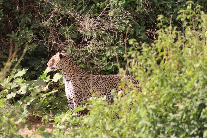 5 Days Best Of Kenya Safari - Private safari logistics: what you gain, what to watch