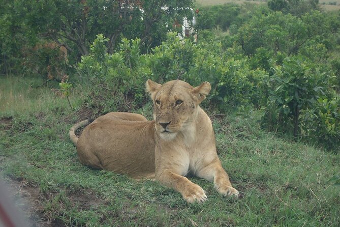 5 Days Budget Safari To Masai Mara, Lake Nakuru and Lake Naivasha - Key highlights to watch for