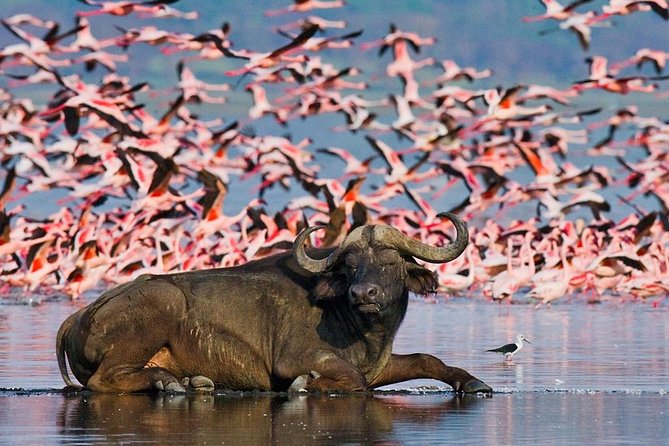 5 Days Hell's Gate, L. Naivasha, L. Nakuru & Masai Mara Luxury Safari - Optional add-ons: Maasai village and balloon safari planning