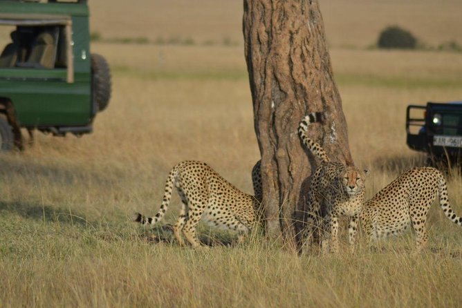 5 Days Highlights of Kenya - Key highlights worth getting excited about