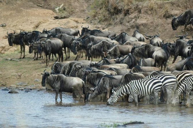 5 Days Highlights of Kenya - Maasai Mara: Big Five Odds and Migration Bird Watching