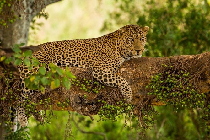 5 Days Kenya Masai Mara and Lake Nakuru Private Tour - Private safari from Nairobi: the 7:30am start you can plan around