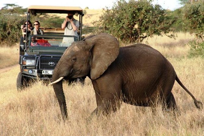 5 Days Kenya Masai Mara and Lake Nakuru Private Tour - Lake Nakuru National Park: flamingos first, rhinos are not a fantasy