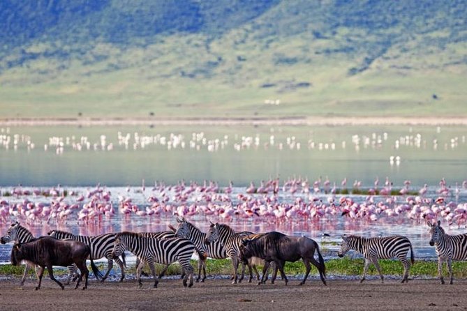 5 Days Kenya Masai Mara and Lake Nakuru Private Tour - Where the lodges fit into the value equation