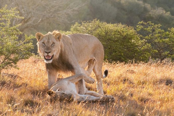 5 Days Kenya Masai Mara and Lake Nakuru Private Tour - Price and logistics: what you really get for $2,013.52