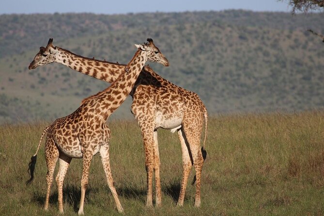 5 Days Lake Naivasha, Lake Nakuru, & Masai Mara - Private 4x4 value: what you really pay for at $2,671 per person