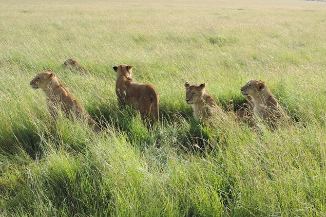 5 Days Lake Nakuru-Lake Naivasha & Maasai Mara Safari - Full Mara day: picnic lunch, long viewing time, and Great Migration season (July to October)