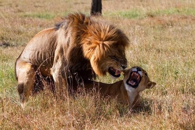 5 Days Lake Nakuru-Lake Naivasha & Maasai Mara Safari - Price and value: what $1,691.18 per person really buys