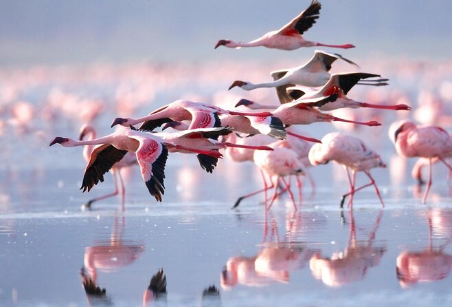 5 Days Maasai mara, Lake Nakuru, samburu private lodge safari - Key takeaways before you go