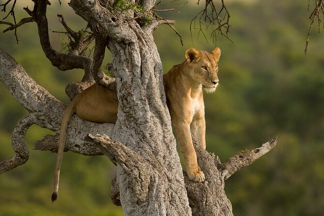 5 Days Magical Kenya Safari Private Tour - Sweetwaters Serena Camp Rhythm: When Comfort Helps You Spot More