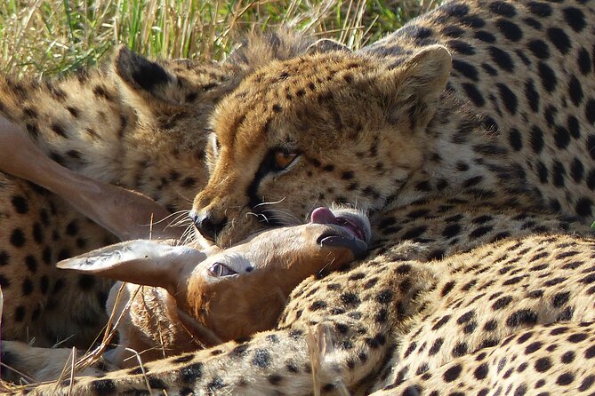 5 Days Magical Kenya Safari Private Tour - Day 1: Ol Pejeta Conservancy, the Equator Area, and an Evening Game Drive