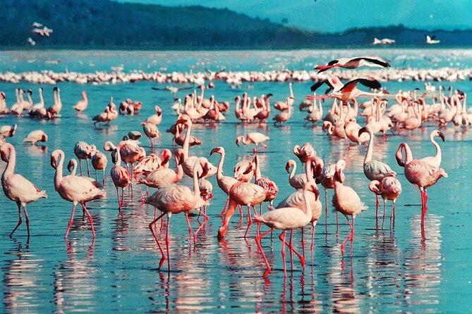 5 Days Masai Mara, Lake Nakuru & Naivasha Budget Joining Safari - Day 5 Hell’s Gate: Ol Karia geothermal sights, hot springs, and walking or cycling