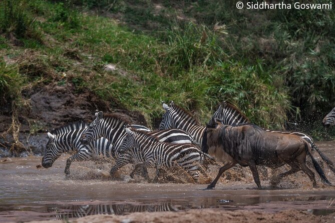5 days Masai Mara Wildebeest migration safari - Entering the Masai Mara, where migration is the headline