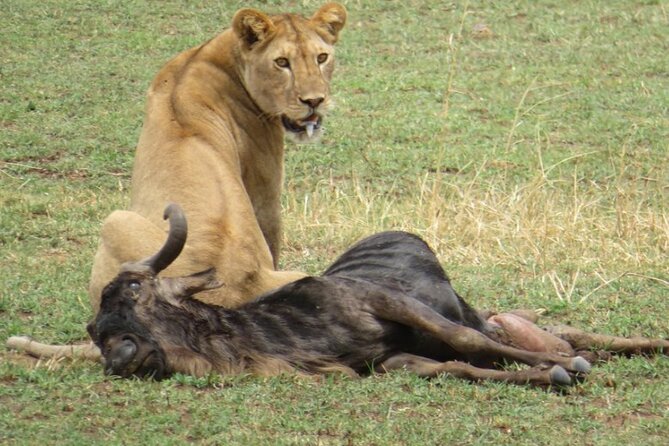 5 days Masai Mara Wildebeest migration safari - Day 2: 07:30 pickup, Rift Valley views, and your first Maasai Mara game drive