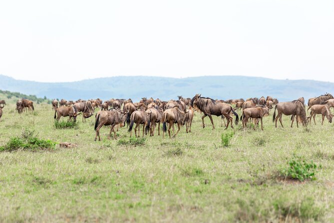 5 days Masai Mara Wildebeest migration safari - Day 5: back to Nairobi, Rift Valley viewpoints, and an optional Carnivore lunch