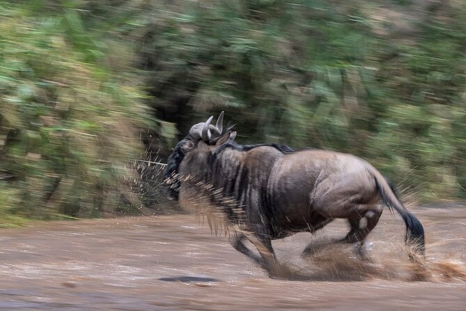 5 days Masai Mara Wildebeest migration safari - Day 1 in Nairobi: landing, settling at Best Western Meridian, and getting your bearings