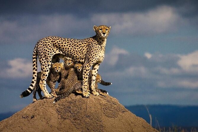 5 Days Mombasa,Tsavo East, Taita Salt Lick, Tsavo West, Amboseli, - Amboseli and Mzima Springs, Kilimanjaro views with serious waterhole action