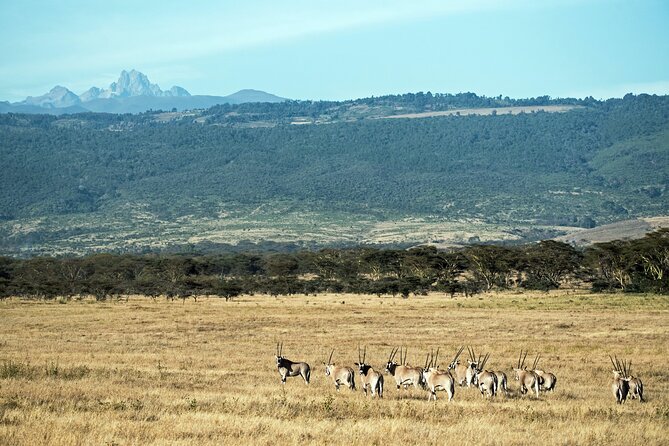 5 Days Mount Kenya Climbing Via Chogoria Sirimone Route - Guides, porters, and the safety mindset that changes your day