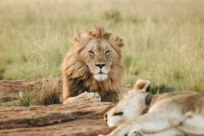 5 Days of Kenyan Magic: A Whirlwind Safari Adventure - Day 1 in the Masai Mara: first game drive plus that settling-in lunch