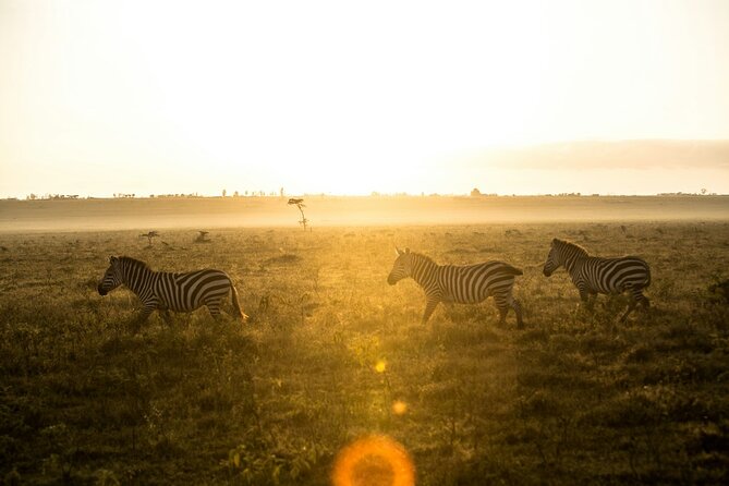 5 Days of Kenyan Magic: A Whirlwind Safari Adventure - Day 2 in the Masai Mara: the full wildlife day, with migration timing mentioned