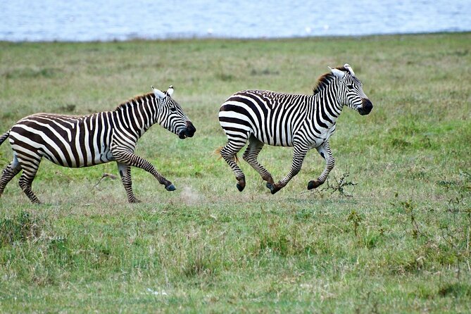 5 Days of Kenyan Magic: A Whirlwind Safari Adventure - Day 3: leaving the Mara for Lake Nakuru, flamingos and rhinos in the same park