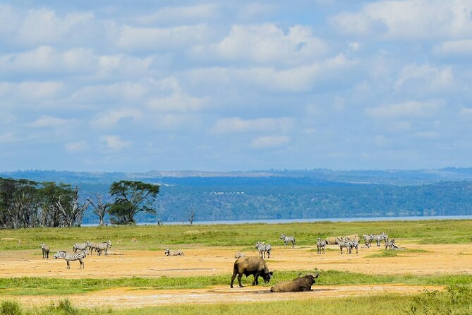 5 Days of Kenyan Magic: A Whirlwind Safari Adventure - Day 4: Lake Naivasha boat trip, hippos, birds, and an optional Crescent Island walk