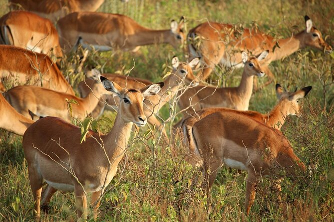 5 Days of Kenyan Magic: A Whirlwind Safari Adventure - Guides and group size: the small details that change how the day feels