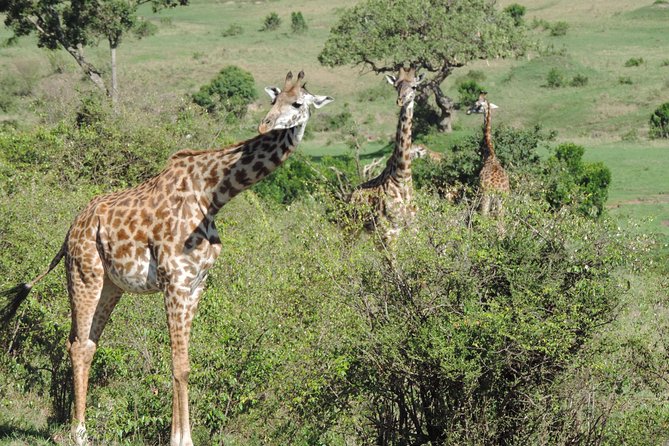 5 Days Ol Pejeta-Lake Nakuru-Masai Mara Mid-Comfort Safari - A full Mara day with picnic-style lunch inside the park