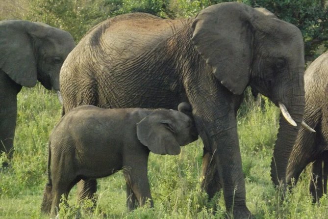 5 Days Ol Pejeta-Lake Nakuru-Masai Mara Mid-Comfort Safari - Luxury tented camp nights: comfort after long game-drive hours