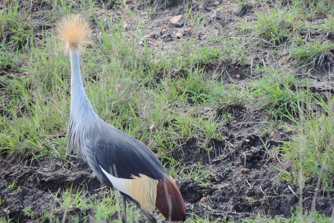 5 Days Ol Pejeta-Lake Nakuru-Masai Mara Mid-Comfort Safari - Nairobi finish: optional Masai village plus a complimentary Carnivore lunch