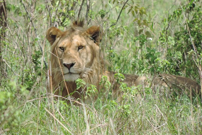 5 Days Ol Pejeta-Lake Nakuru-Masai Mara Mid-Comfort Safari - Price and value: what $2,027 per person is really buying