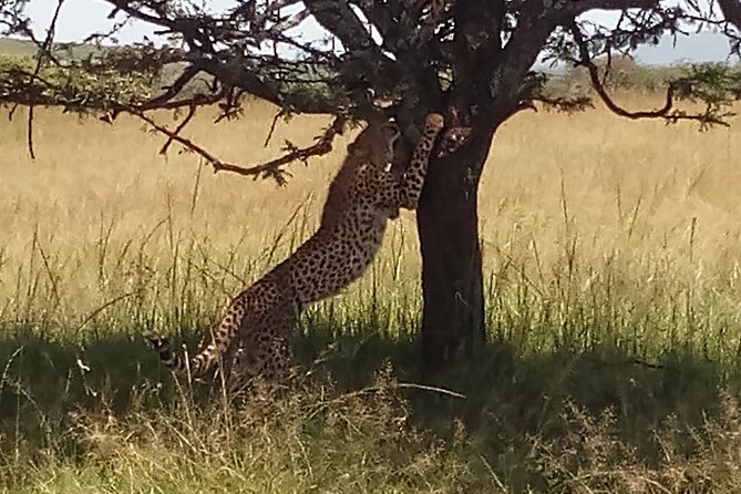 5 Days Safari to Aberdare N/P, Nakuru N/P and Maasai Mara N/R. - Maasai Mara sunrise: where pink light meets active cats