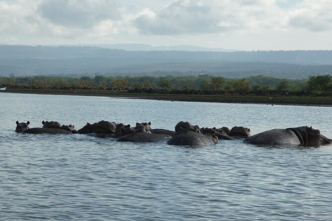 5 Days Safari to Amboseli N/P, Lake Naivasha, Maasai Mara N/R. - A fast safari circuit across Kenya’s big parks