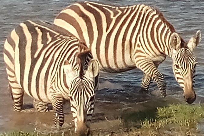 5 Days Safari to Amboseli N/P, Lake Naivasha, Maasai Mara N/R. - Day 5 Maasai Mara sunrise, then back to Nairobi