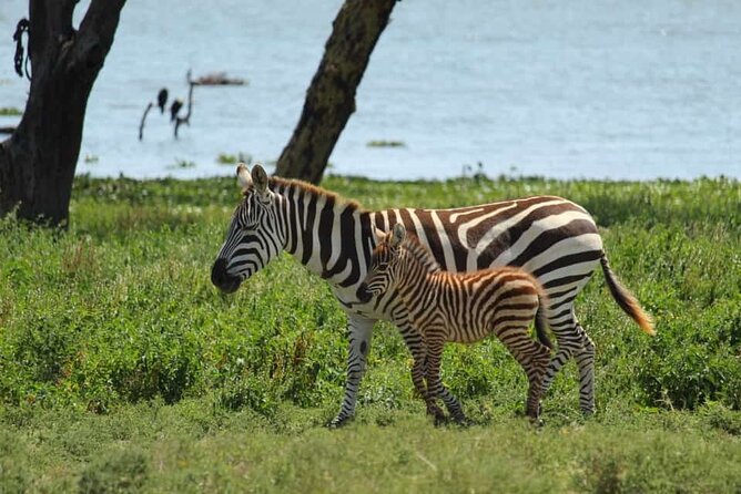 5 Days Safari to Amboseli N/P, Lake Naivasha, Maasai Mara N/R. - Lodging and meals in 4-star camps, what you get for the price