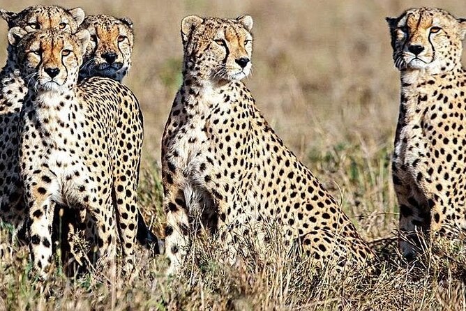 5 Days Safari to Amboseli N/P, Lake Naivasha, Maasai Mara N/R. - Price and logistics, is $2,800 per person good value?