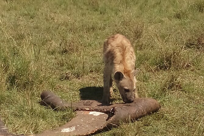 5 Days Safari to Amboseli N/P, Lake Naivasha, Maasai Mara N/R. - Who this safari fits best, and who should adjust expectations