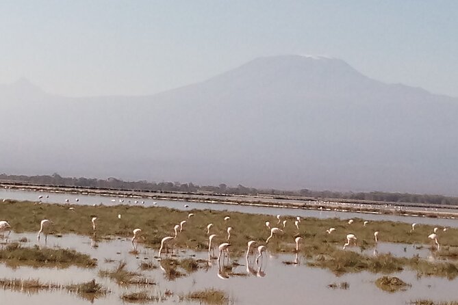 5 Days Safari to Amboseli N/P, Lake Naivasha, Maasai Mara N/R. - Day 1 Amboseli National Park, Kilimanjaro elephant country