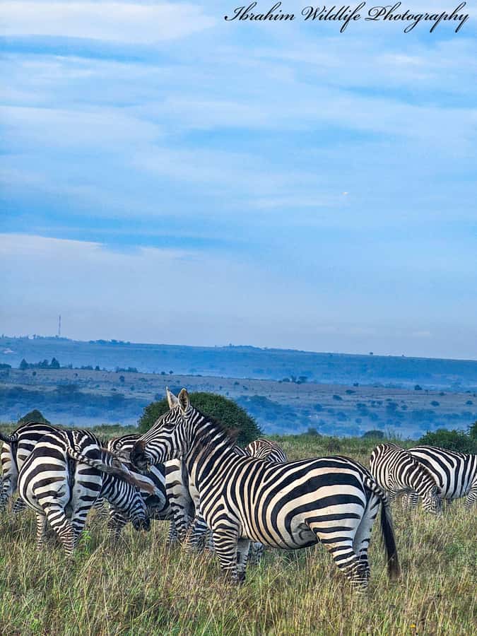 5-Hour Nairobi National Park 4x4 Safari with Free Pickup - What you can realistically see: lions, rhinos, giraffes, zebras, and more