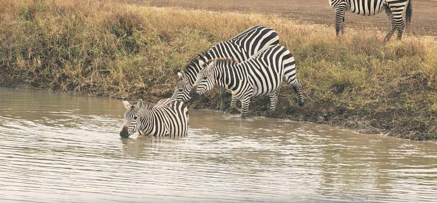 5-Hour Nairobi National Park 4x4 Safari with Free Pickup - Group tour vs private safari: which style fits you best