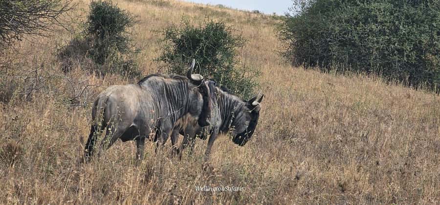 5-Hour Nairobi National Park 4x4 Safari with Free Pickup - Price and value: $80 plus entry, and why the math matters