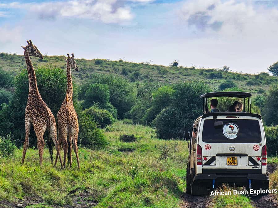 5-Hour Nairobi National Park 4x4 Safari with Free Pickup - Should you book this Nairobi National Park 4x4 safari?