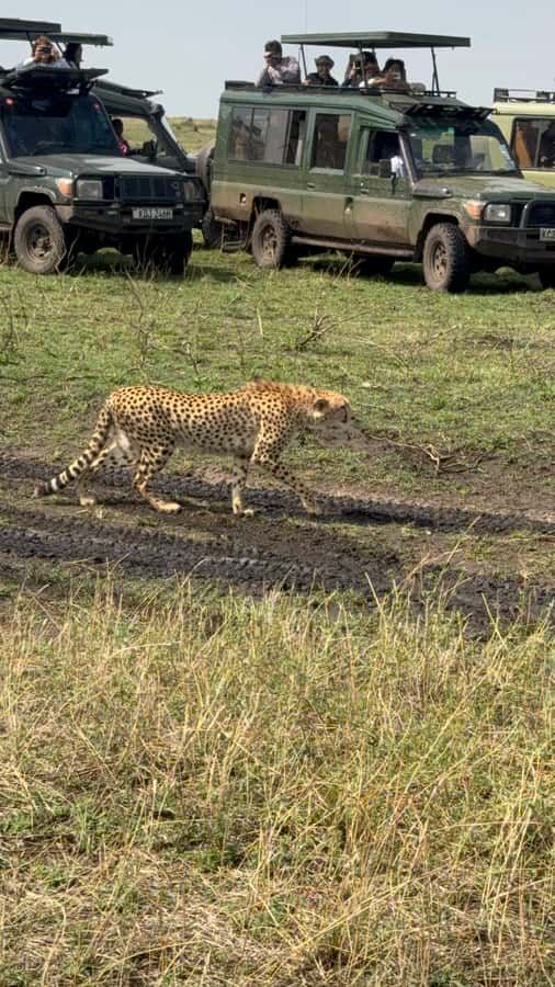 5-Hours Nairobi National Park Game Drive 4x4 Vehicle - Key Safari Highlights at a Glance